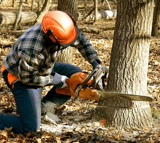Tree Removal in Chatfield, OH